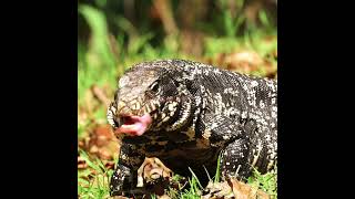 LAGARTO OVERO LENGUA BIFIDA reptiles reptile fauna nature naturaleza naturalezaargentina [upl. by Euk]