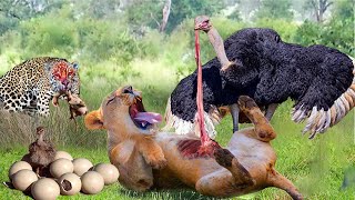 The Brave Ostrich Fights Cheetah Hyenas and the Lion To Protect Baby Birds Ostrichs Harsh Life [upl. by Notsle]