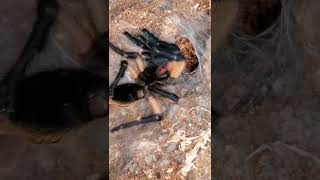 Tarantula molting Timelapse monocentropus Balfouri [upl. by Simmonds]