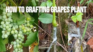 how to grafting Grapes plant Angoor ki KalamGrafting Grapes TreeYouTubeshortshamarKumaunGT [upl. by Archibold410]