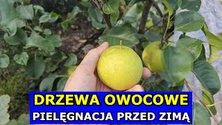 Drzewa Owocowe PRZED ZIMĄ Czy Okrywać Młode Drzewka Owocowe Kopczykowanie Podlewanie Pielęgnacja [upl. by Hashimoto]