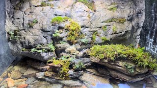 Moss amp Liverwort Biotope [upl. by Monk]