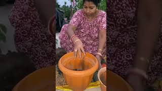 টব চেঞ্জ করবেন কী করে ॥tree foryou gardening garden repoting trees plant roofgarden top [upl. by Niran]