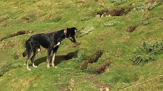 Bolting netting and digging with Bella and Roxy [upl. by Emiatej]