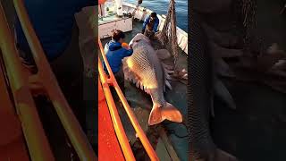 Giant Sea Monsters Caught by Fishermen 🐙🎣GiantSeaCreatures FishingDiscoveries OceanMysteries [upl. by Mattox]