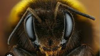 в эфире INSECTS ZOO BEES BUMBLEBEES WASPS BEETLES BUGS MANTIS ALIVE entomology энтомология [upl. by Ciredec490]