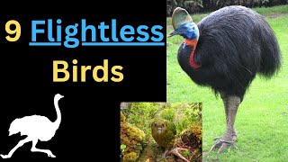 9 Flightless Birds Difference between Ostrich Emu Rhea Cassowary Tips [upl. by Graniah]