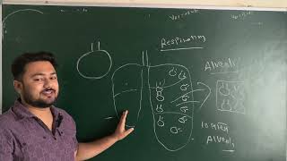 Respiration Human physiology [upl. by Starinsky]