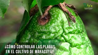 Cómo controlar las plagas en el cultivo de maracuyá  TvAgro por Juan Gonzalo Angel Restrepo [upl. by Horsey]