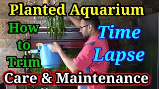 Fish Aquarium Maintenance  Planted Aquarium Trim amp Care  Time Lapse trending viral aquarium [upl. by Ettesel]