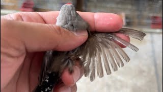 Eumo zebra finch bird the recessive genes finch birds breeding [upl. by Tobin295]