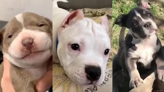 Pitbulls Being Wholesome EP 6  Funny and Cute Pitbull Compilation [upl. by Ime791]