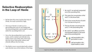 Chapter 143 Homeostasis  Selective Reabsorption amp Osmoregulation in the Kidneys [upl. by Millhon382]