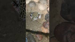 Leopard Gecko 😘🦎viralvideo leopardgecko geckosofig gecko kucing iguana bebek tắckè gecko [upl. by Notrab]