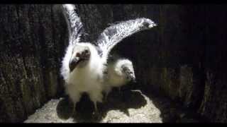 Turkey Vulture Chicks Hiss and Hiss [upl. by Parrott689]