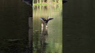 Anhinga drying off after doing some fishing [upl. by Niveek436]