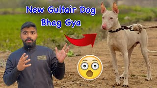 New Gultair Dog Bhag Gya 😳😳😳  Waliti Gultair Dog  Zain Ul Abideen [upl. by Kirit]