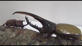 Battle of beetles Dynastes hercules 153mm Vs Allomyrina dichotoma 75mm [upl. by Cutlor]