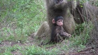 Baboonscute baby and Monkeysvervet attacks GPSmpg [upl. by Rockefeller]