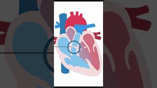 Evaluating Pulmonary Valve in TOF shorts echocardiography ultrasound pediatrics [upl. by Reifel]