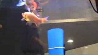 Live Trained Goldfish Tricks [upl. by Ladnyc]