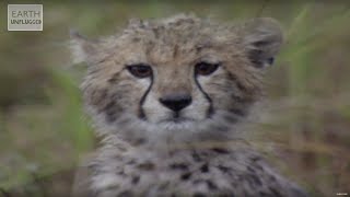 Cute Cheetahs Learn To Hunt  Amazing Animal Babies  Earth Lab [upl. by Jamila]