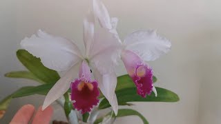 Winter blooming orchid species Cattleya trianaei  Cattleya trianae  second blooming at home in UK [upl. by Samale598]