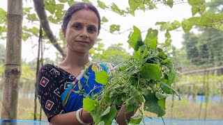 গ্রাম্য তেলা কচু শাক রান্নাtela kochu shak recipevillage foodbengali shaak recipe [upl. by Mansoor]