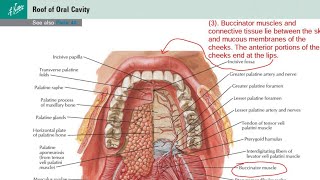 Mouth or Oral cavity or Buccal cavity [upl. by Nitsud]