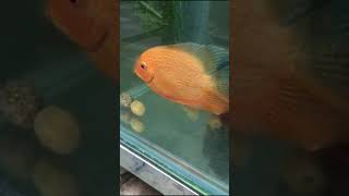 Red spotted severum confirm breeding pair  2500Rs  Whats app  9745078613  plantorium [upl. by Ozen]