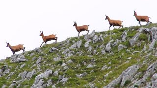 TV IZARD Esprit des Pyrénées  BANDE ANNONCE Traversée 2012  Pyrenees Spirit Trailer [upl. by Teevens]