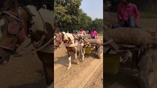 ⚡⚡ Potato Harvesting Process⚡⚡ shorts telugufoodie esangathulu streetfood foodie omelette [upl. by Nlycaj]