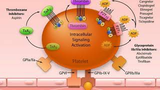 Antiplatelet vs Anticoagulant [upl. by Soutor813]