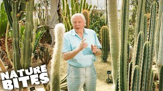 David Attenborough The Fascinating Life Cycle of Desert Plants  Nature Bites [upl. by Lenrow]