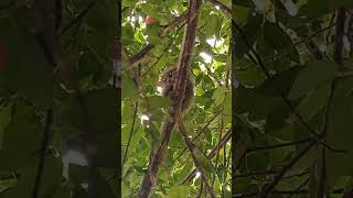 BABY TARSIER IN LEYTE wildlife [upl. by Ycnaffit]