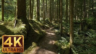 4K Virtual Forest Walk along Middle Fork Trail at Snoqualmie region Part 1 3 HR Relax Music [upl. by Ahsiekel]