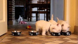 Westie puppies 7 weeks old eating [upl. by Ylrak]