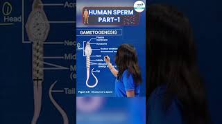 Human Sperm Full Details  1  Shorts  InfinityLearnNEET [upl. by Oicnecserc]