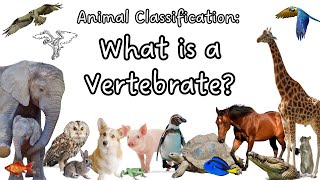 What is a Vertebrate Animal Classification  Science Lesson for Kids  Vertebrate Animals [upl. by Marsland]