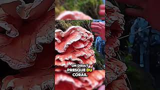 Cet Homme a Découvert un Étrange Champignon en Pleine Forêt  étrange champignon énorme forêt [upl. by Hoeg]