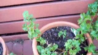 propagating ivy geranium [upl. by Merkley]