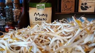 Mung Bean SproutsDIY The quotFlower Potquot Method [upl. by Aremus]