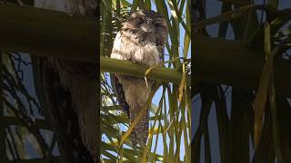 The Tawny Frog Mouth A Bird of Mystery bird reaction [upl. by Gael]