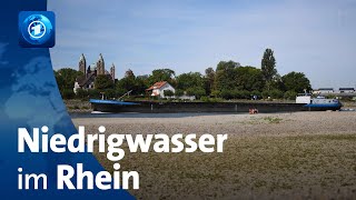 Fallende Wasserstände im Rhein Schiffsverkehr beeinträchtigt [upl. by Pincas]