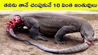 Animals with unique abilities PART 3  strange animals  facts in telugu  bmc facts  Telugu facts [upl. by Rock117]