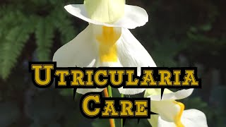 How to Grow Utricularia alpina with bloom and care tips [upl. by Denae331]