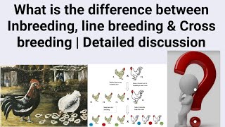 What is the difference between Inbreeding line breeding amp Cross breeding  Detailed discussion [upl. by Kablesh]