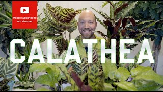 All you need to know about Calathea [upl. by Atcliffe668]