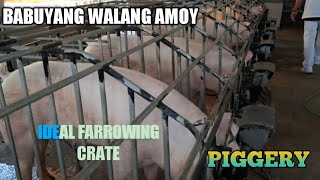 GANITO ANG IDEAL NA GESTATING CRATE SA PIGGERY BUSINESS [upl. by Dnalyr]