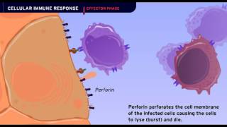 The Cellular Immune Response [upl. by Landel731]